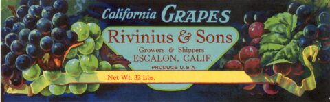 Rivinius   Sons